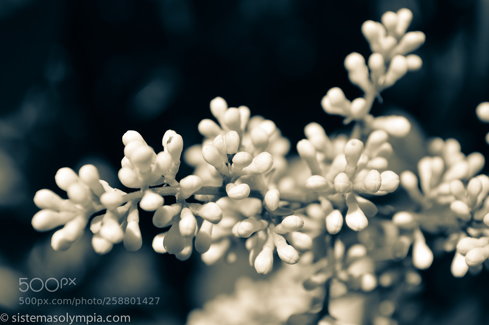 Nikon D3200 sample photo. Plants and flowers photography