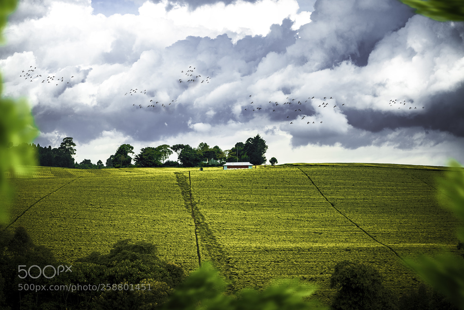 Nikon D810 sample photo. Kericho  photography