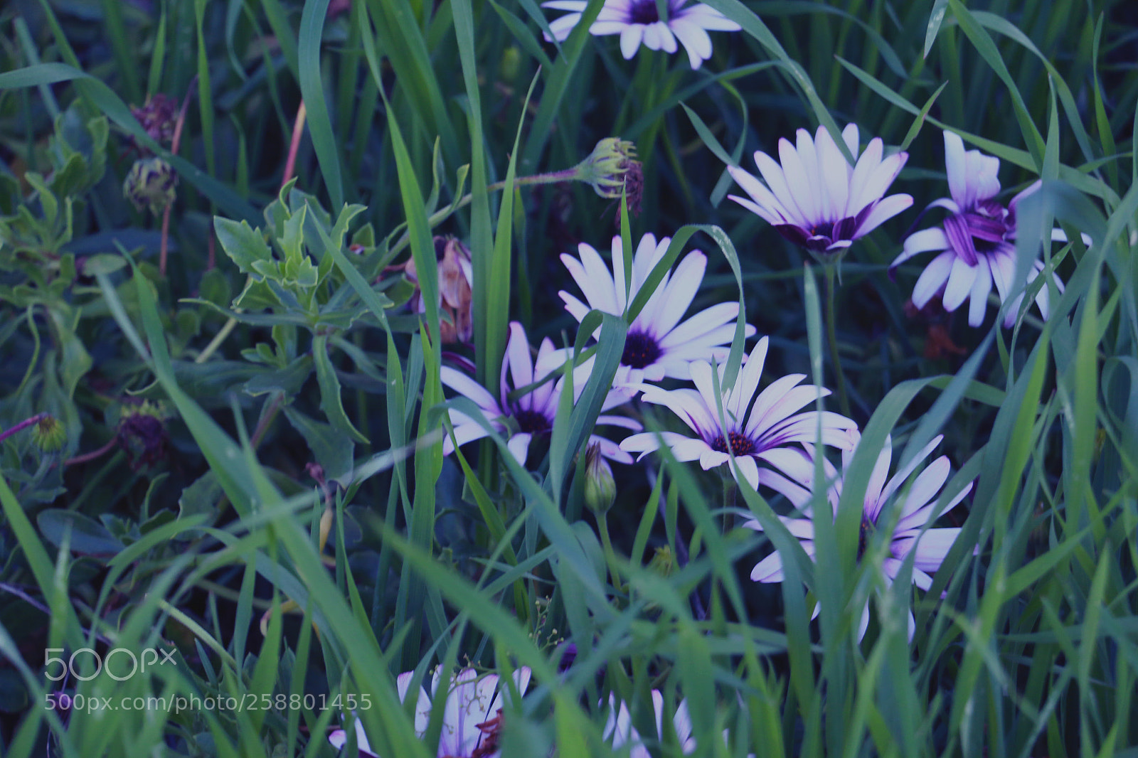 Canon EOS 70D sample photo. Purple love photography