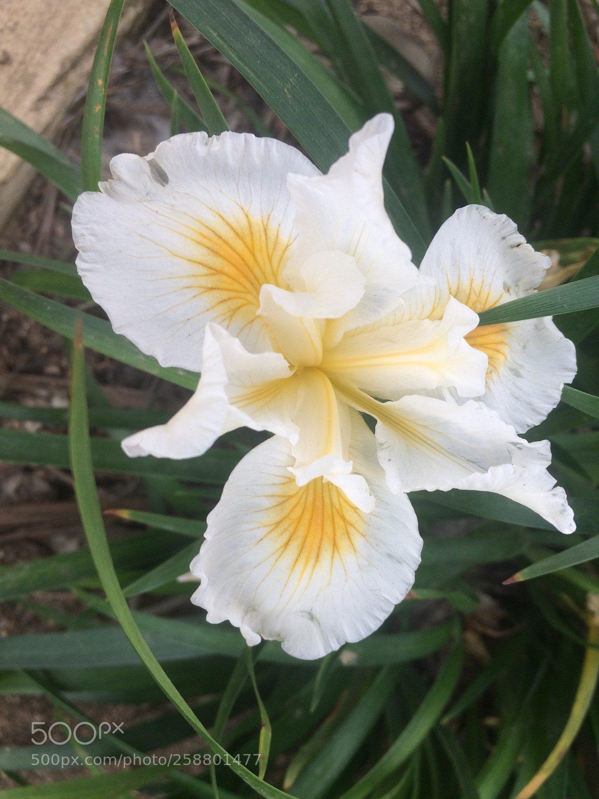Apple iPhone 5s sample photo. Img photography