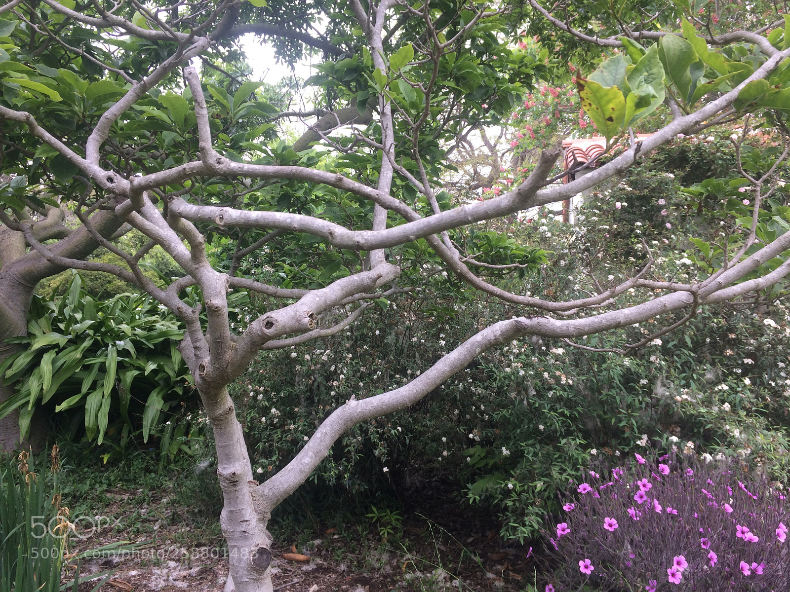 Apple iPhone 5s sample photo. Img photography