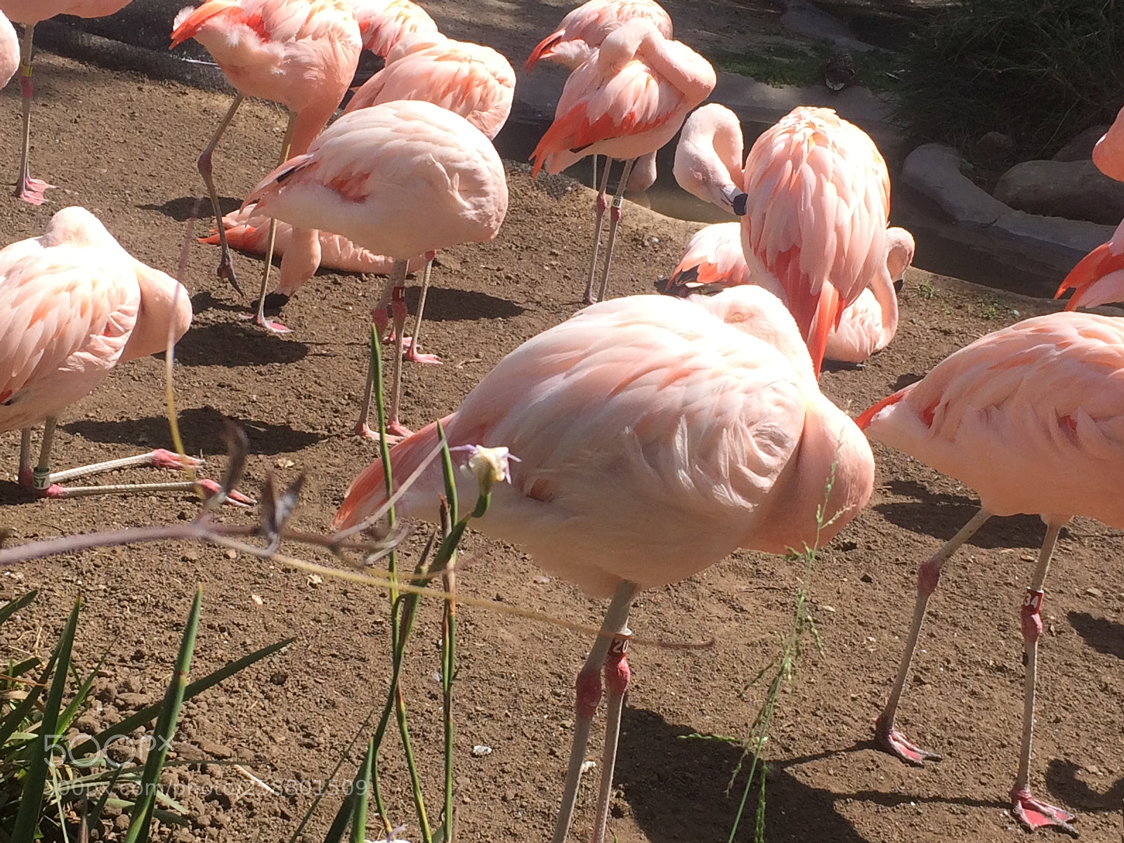 Apple iPhone 5s sample photo. Img photography