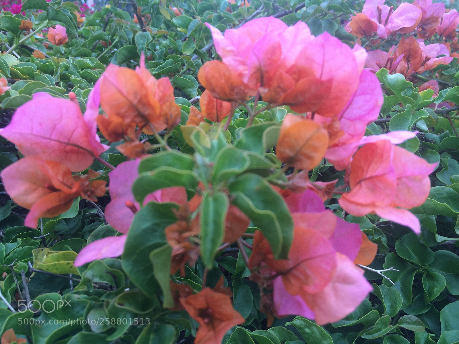 Apple iPhone 5s sample photo. Img photography