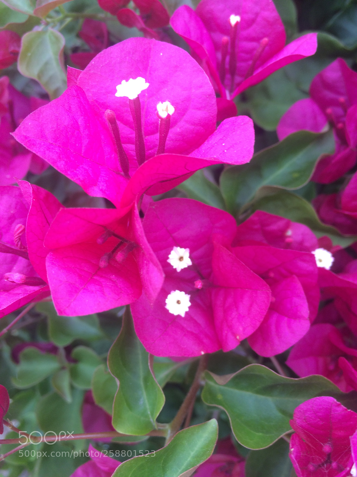 Apple iPhone 5s sample photo. Img photography