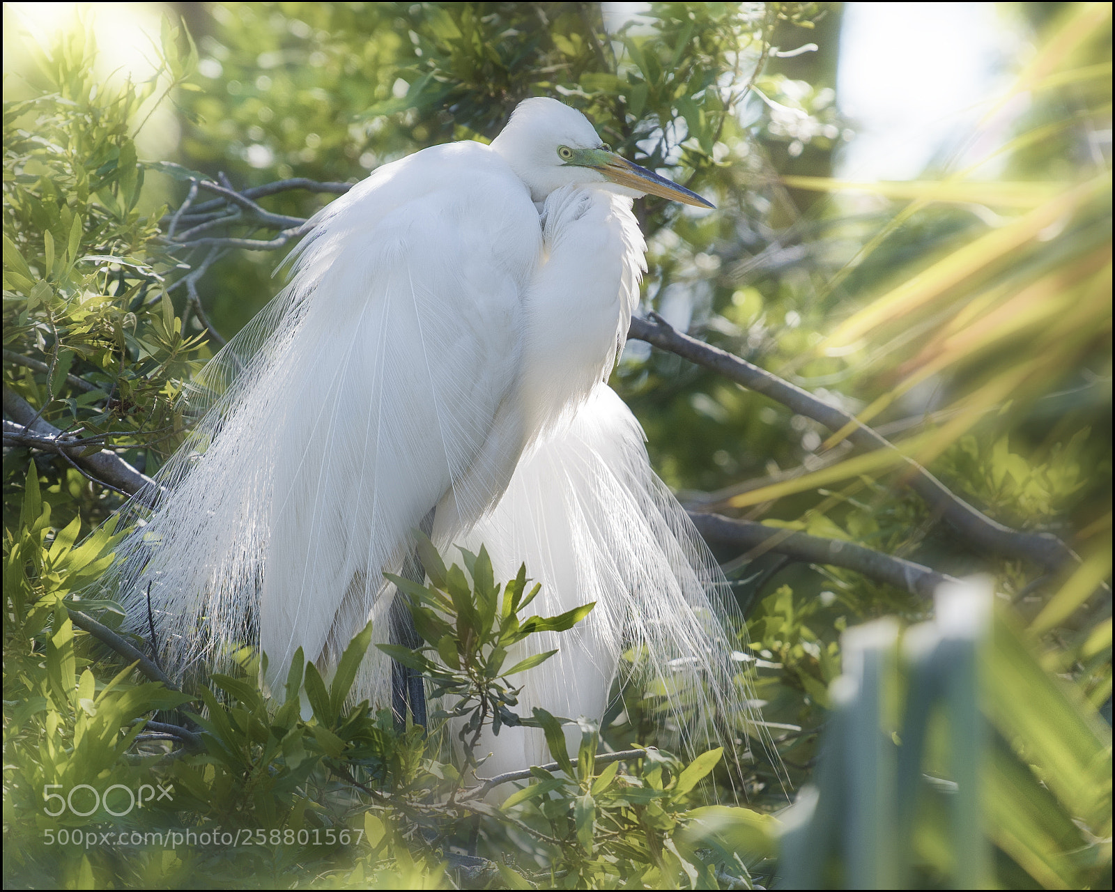 Nikon D810 sample photo. Bagging rays photography