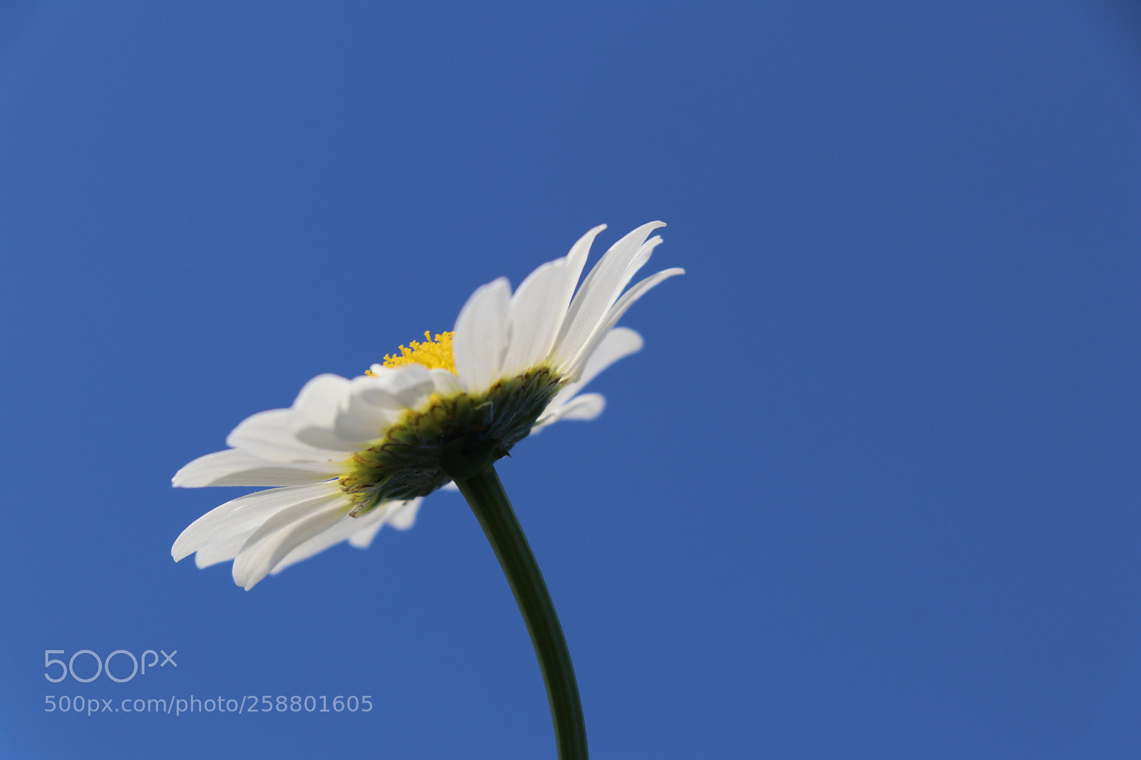 Canon EOS 80D sample photo. Untitled photography