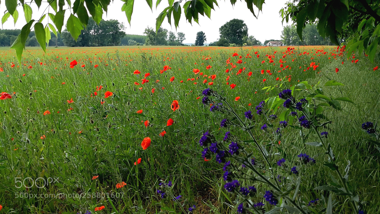 HUAWEI Mate 10 Pro sample photo. Spring in the country photography