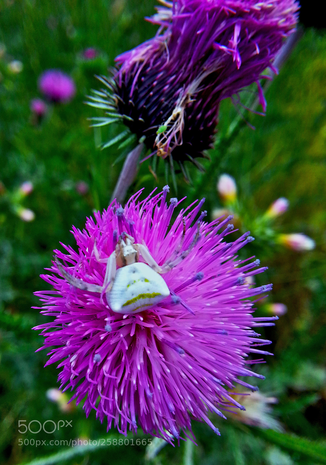 Samsung Galaxy Note2 sample photo. White spider photography