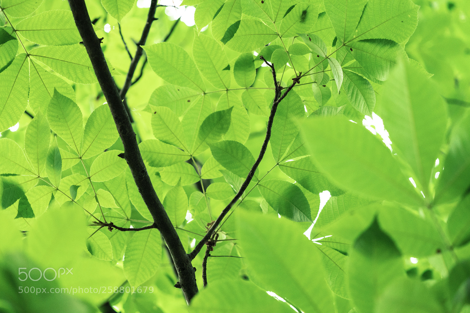 Sony a9 sample photo. Just leaves. photography