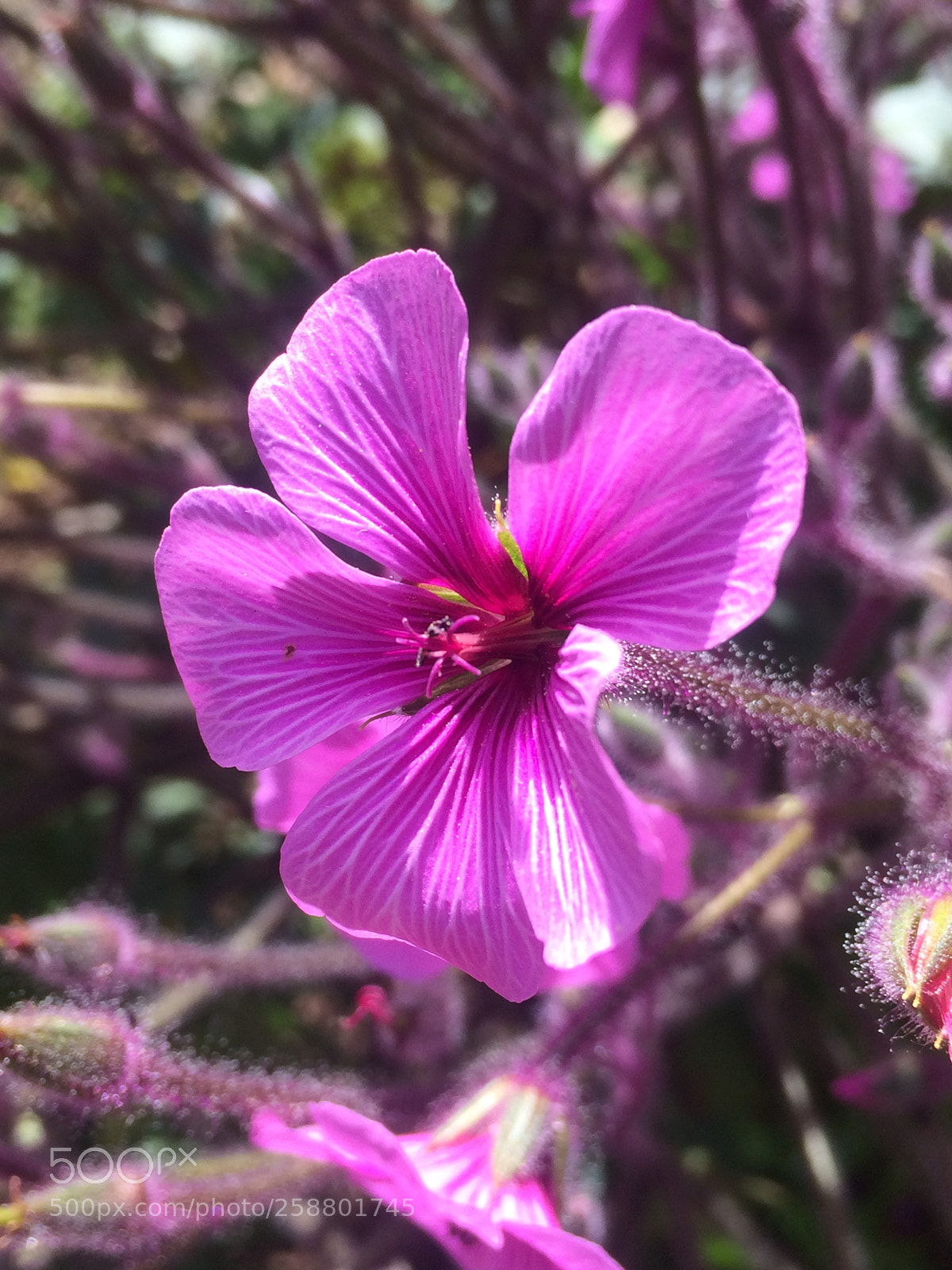 Apple iPhone 5s sample photo. Pinkfloweralicekeck photography