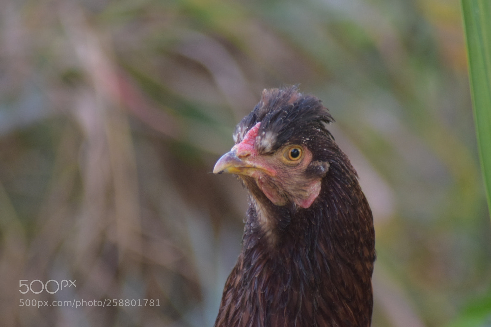 Nikon D5300 sample photo. Gallina san felipe photography