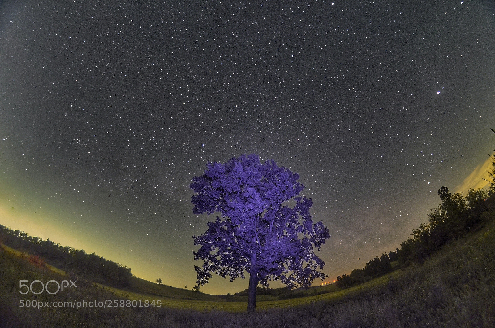 Nikon D5100 sample photo. Albero full spectrum led photography
