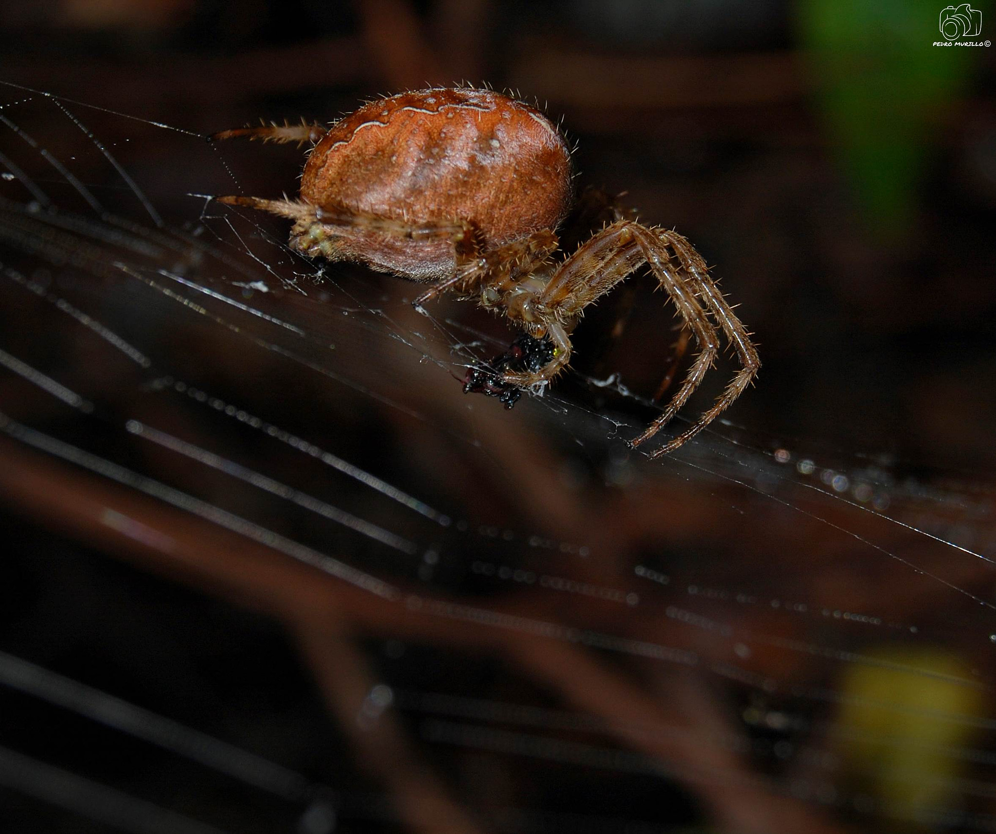 Nikon D60 sample photo