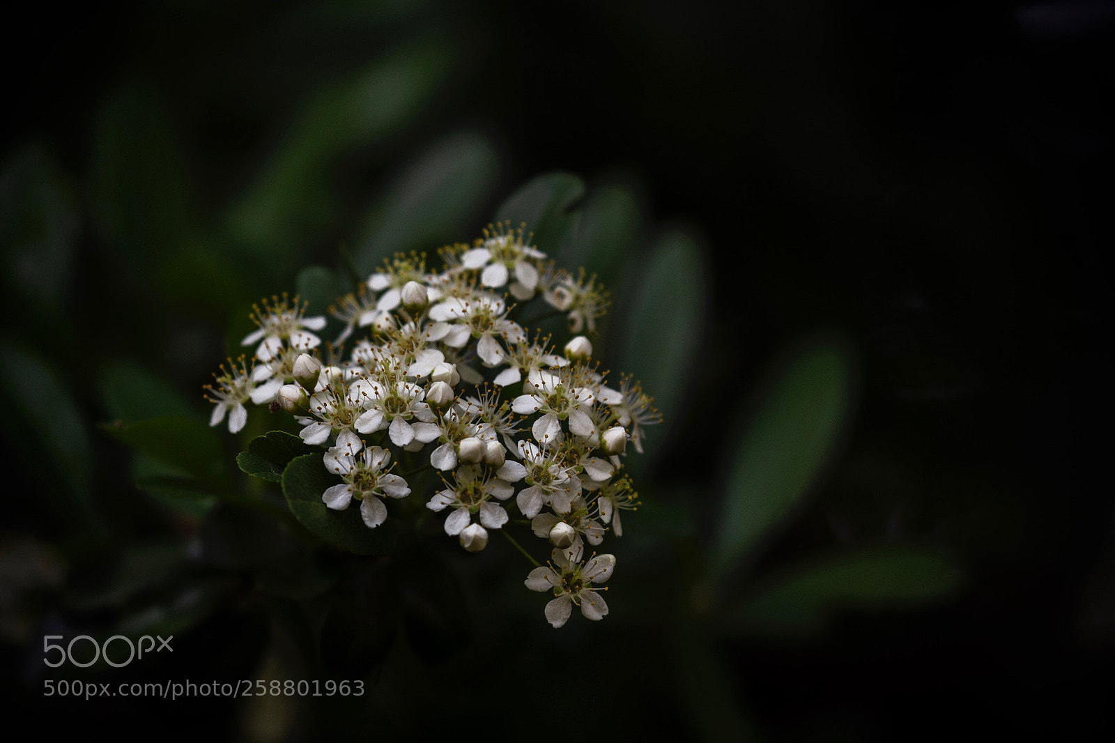 Canon EOS 6D sample photo. Tiny white photography