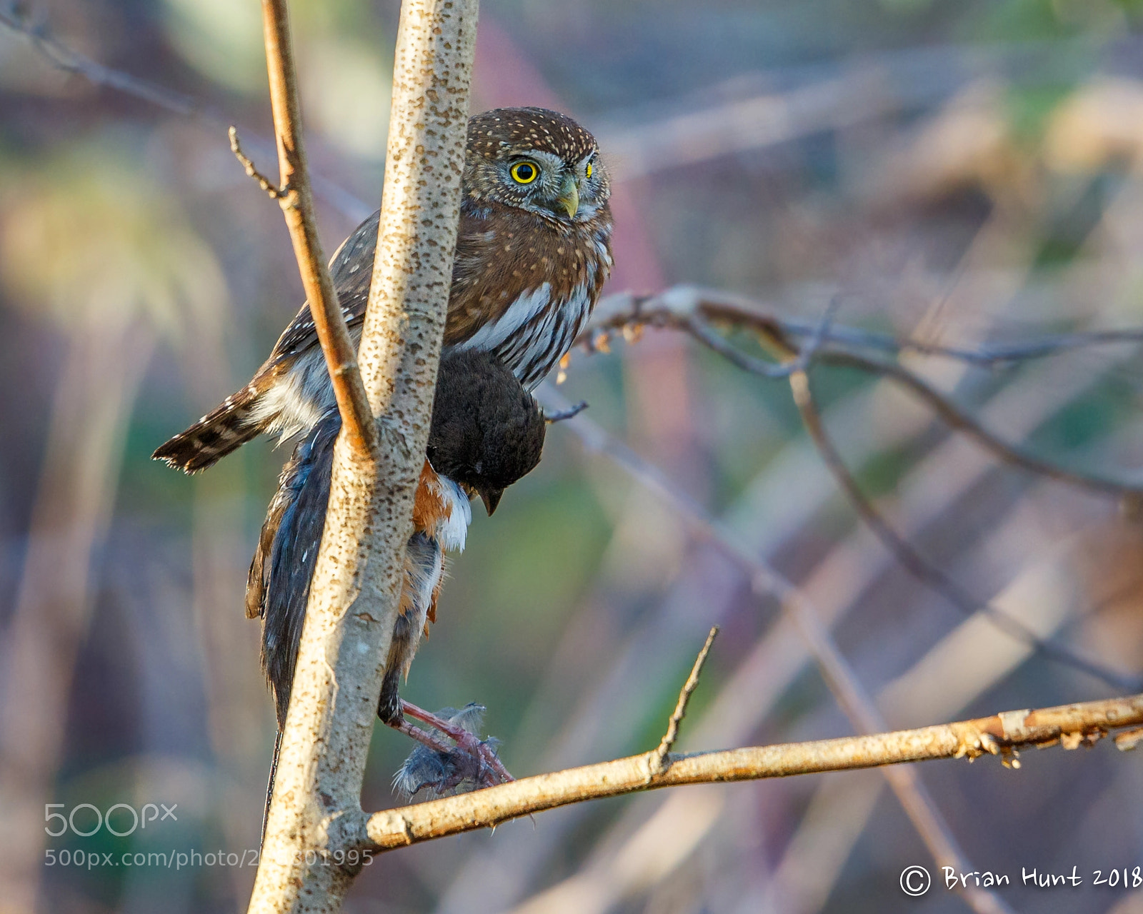 Canon EOS-1D X sample photo. Mighty pygmy photography