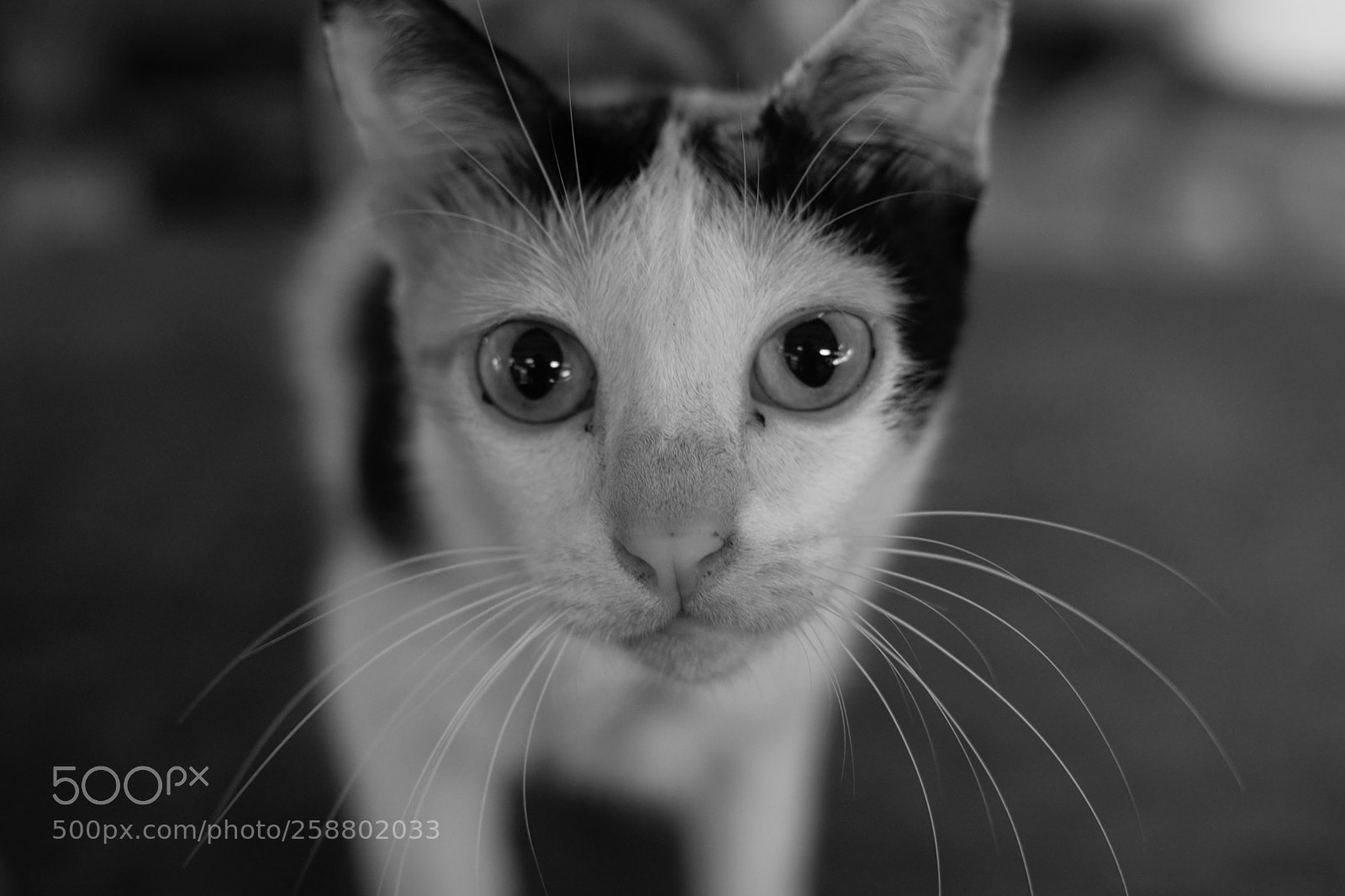 Nikon D3300 sample photo. Cat photography