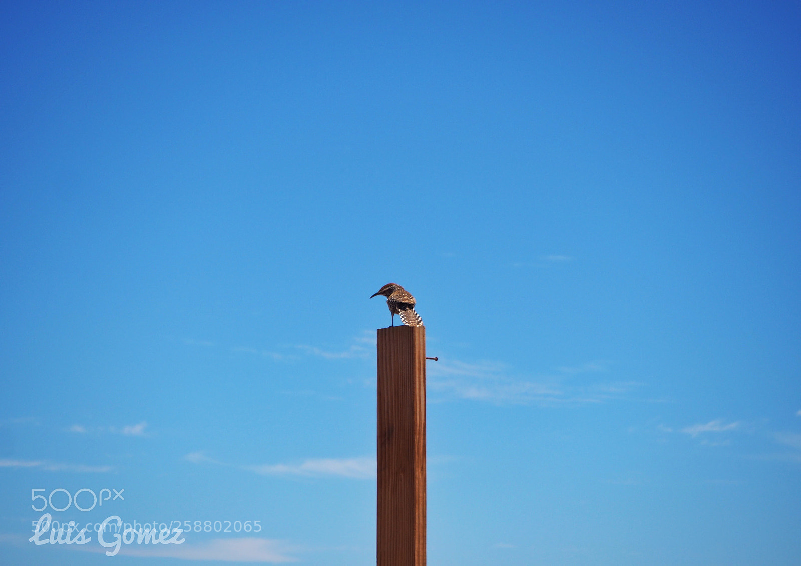 Olympus OM-D E-M10 sample photo. Little bird photography
