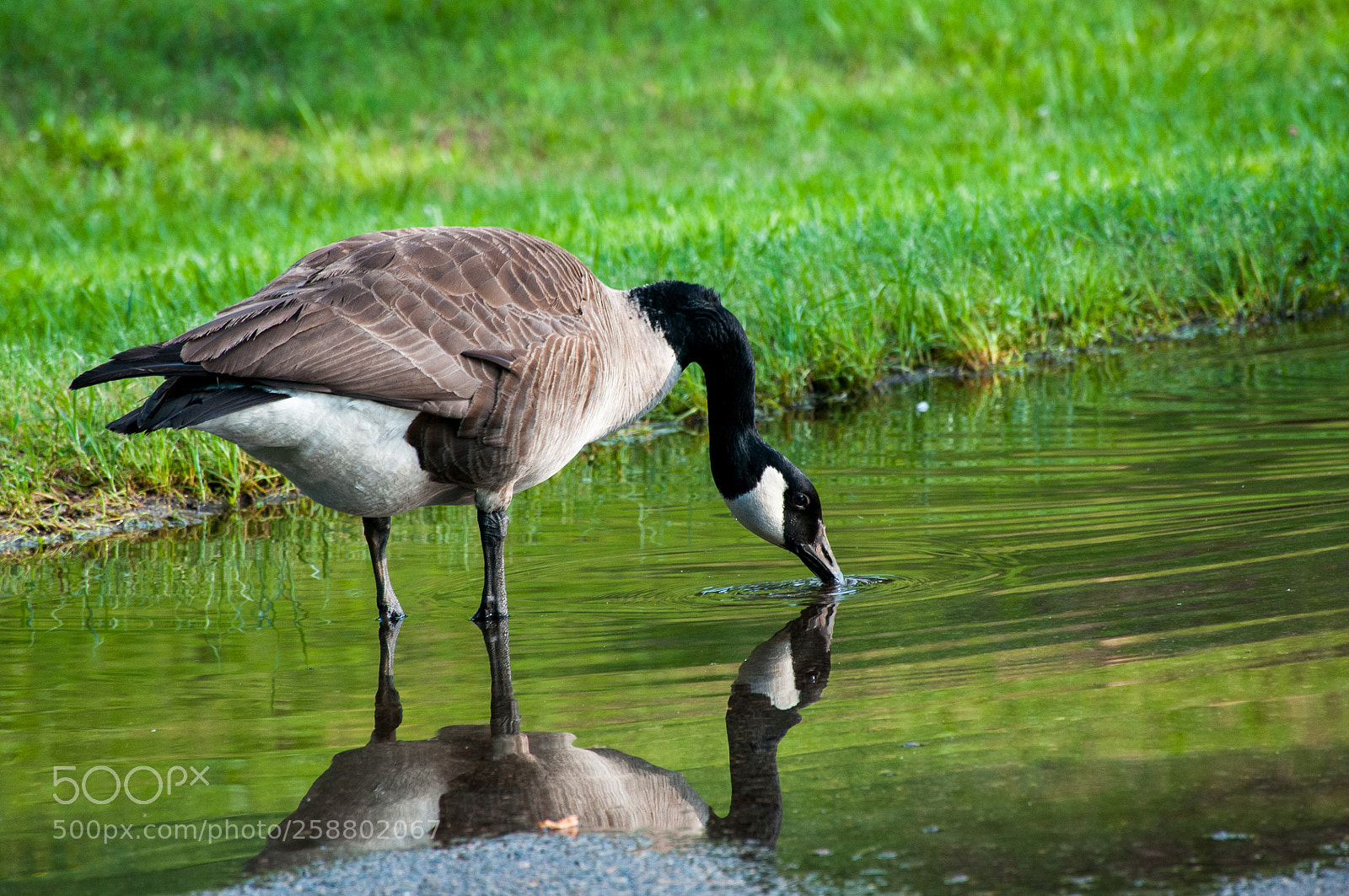 Nikon D300 sample photo. A partial reflection photography
