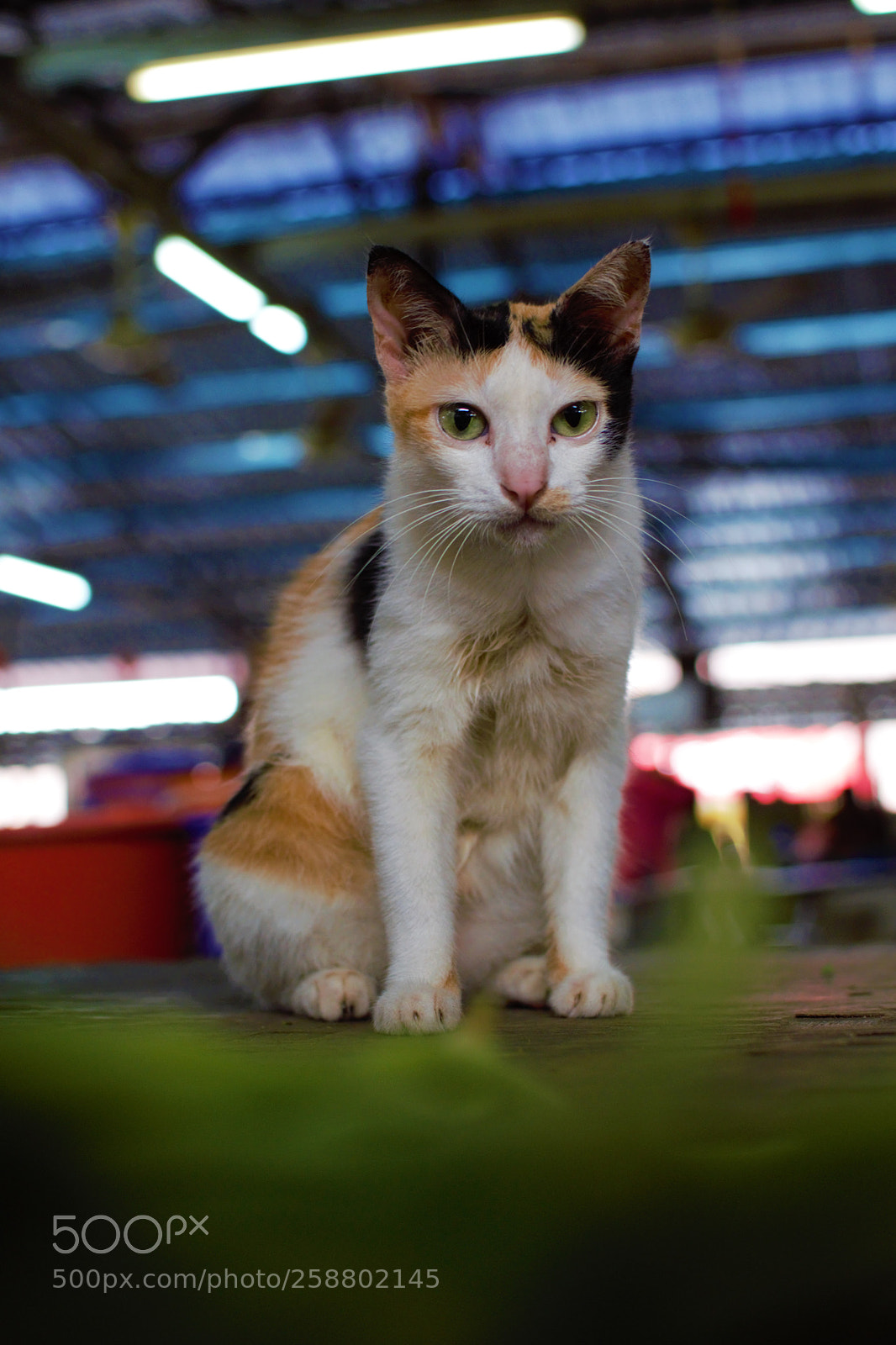 Nikon D3300 sample photo. Cat photography