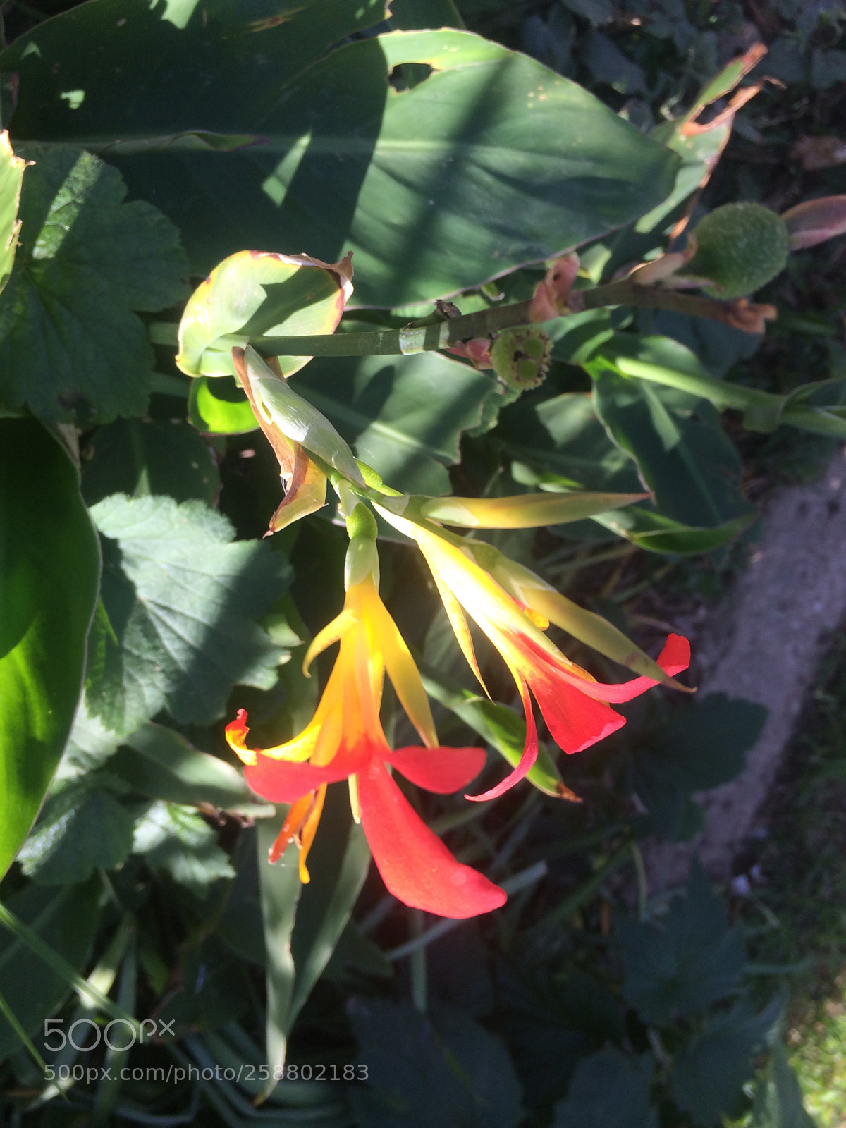 Apple iPhone 5s sample photo. Orangefloweralicekeck photography