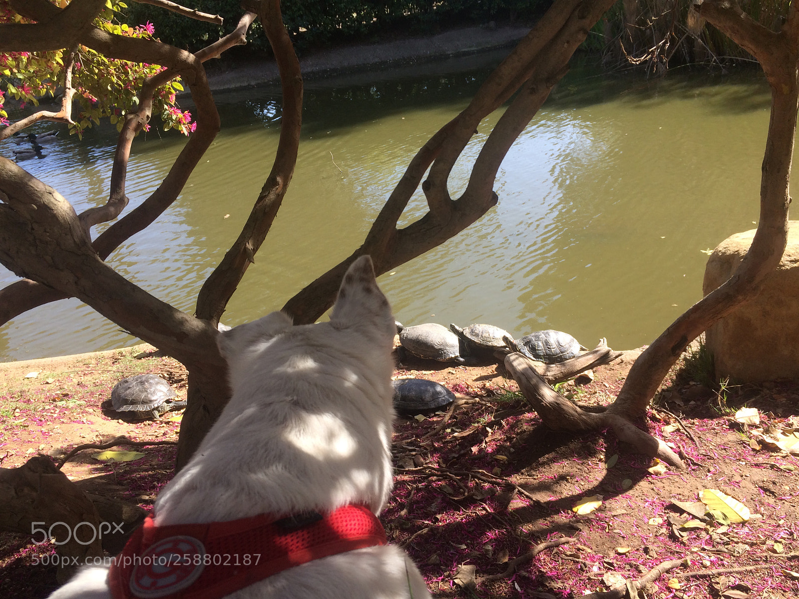Apple iPhone 5s sample photo. Turtlehunting photography