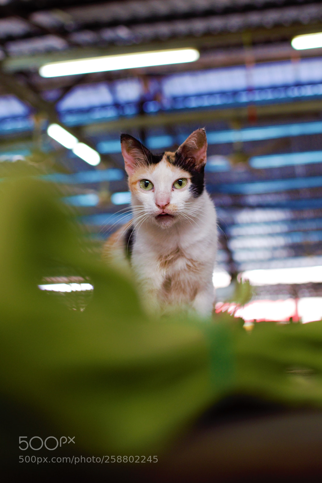 Nikon D3300 sample photo. Cat photography