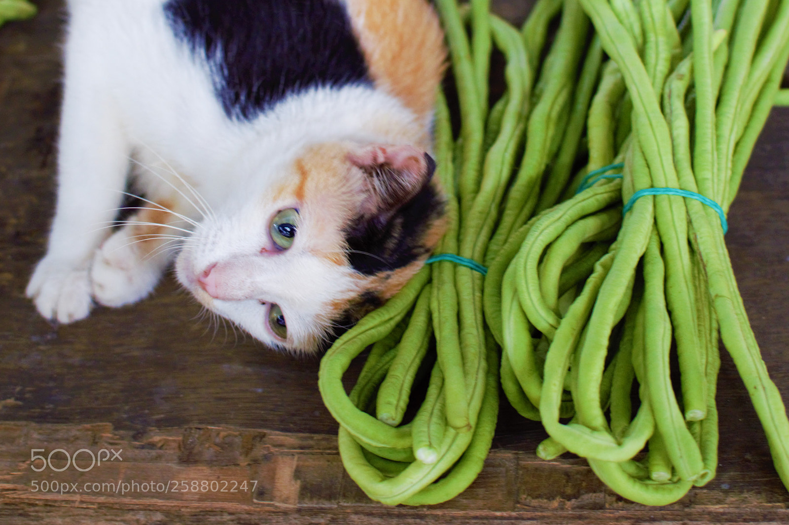 Nikon D3300 sample photo. Cat photography