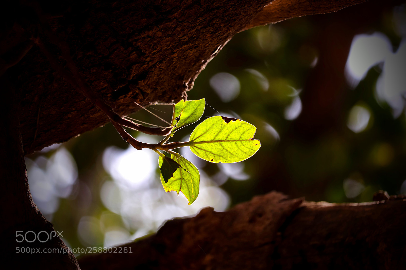 Canon EOS 200D (EOS Rebel SL2 / EOS Kiss X9) sample photo. Inspirational leaf photography