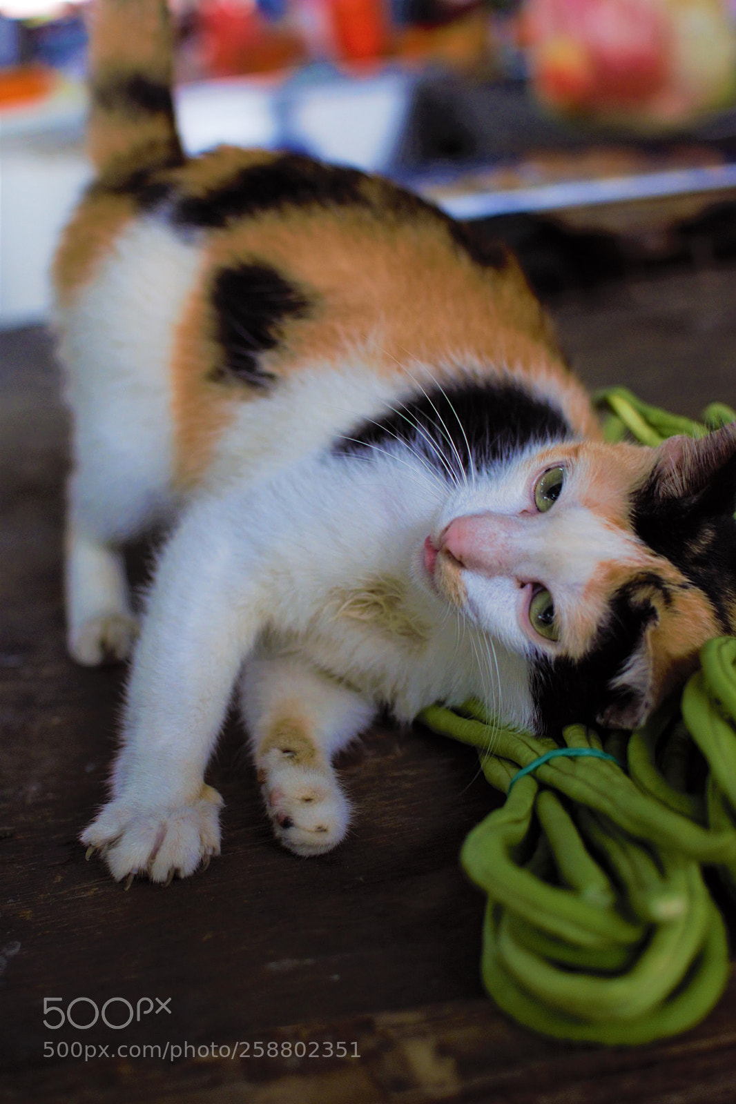 Nikon D3300 sample photo. Cat photography