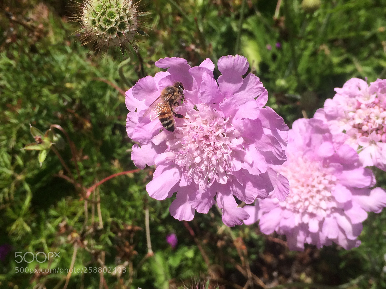 Apple iPhone 5s sample photo. Img photography