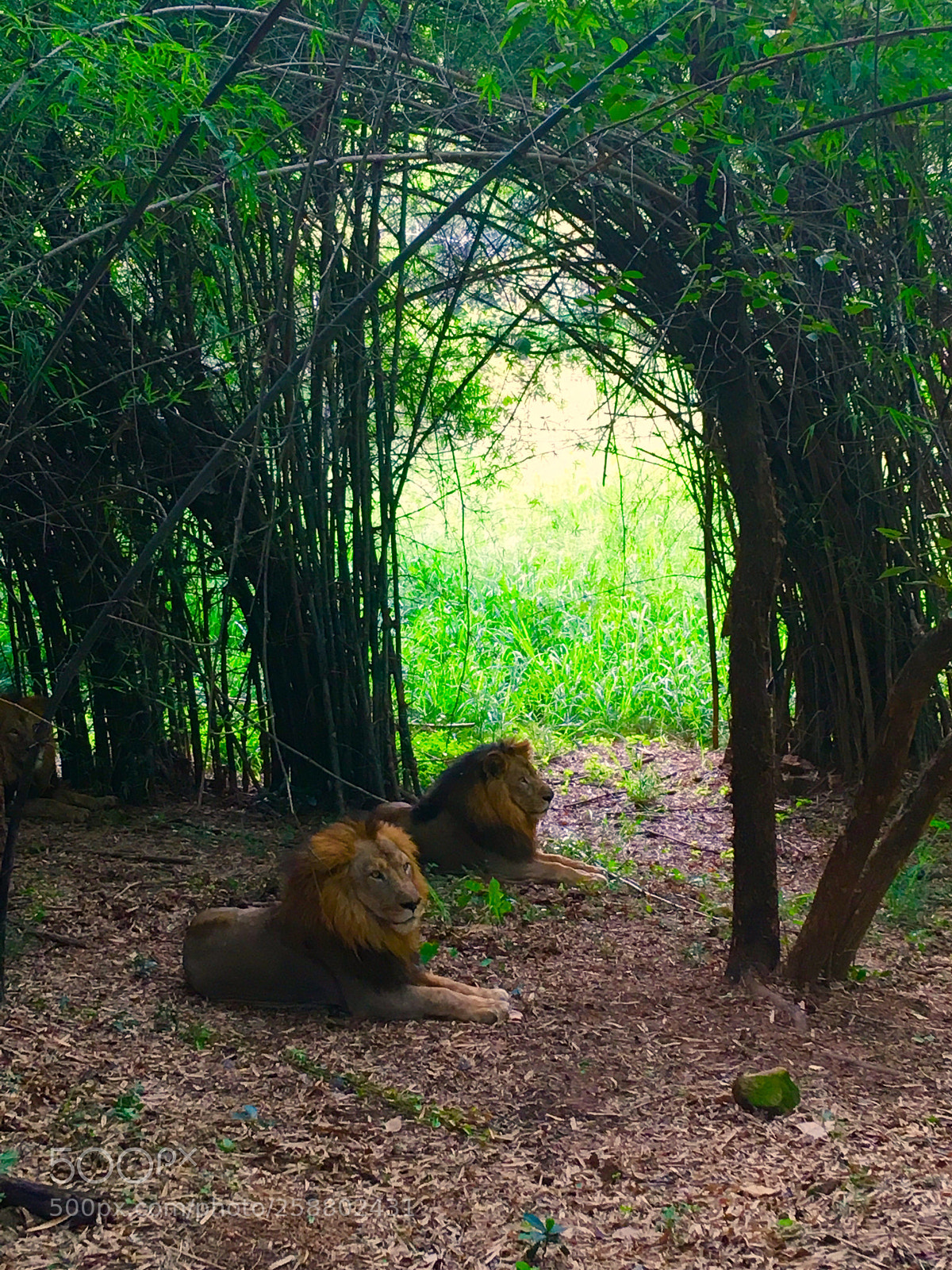 Apple iPhone SE sample photo. Until the lion learns photography
