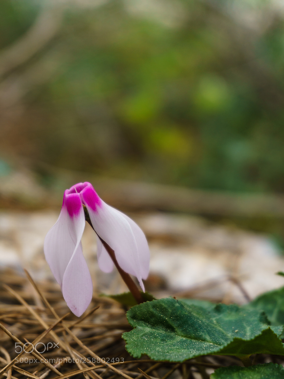 Sony a6000 sample photo. In the forest photography