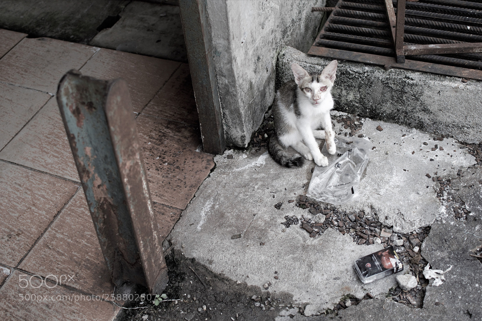 Nikon D3300 sample photo. Cat photography