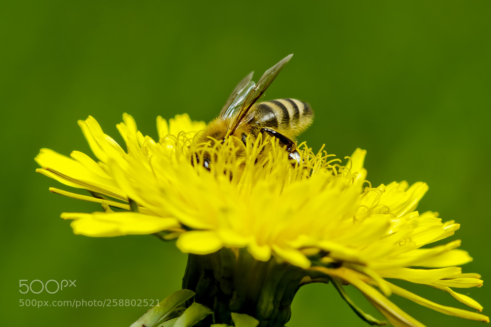 Sony SLT-A77 sample photo. Dandelion. photography