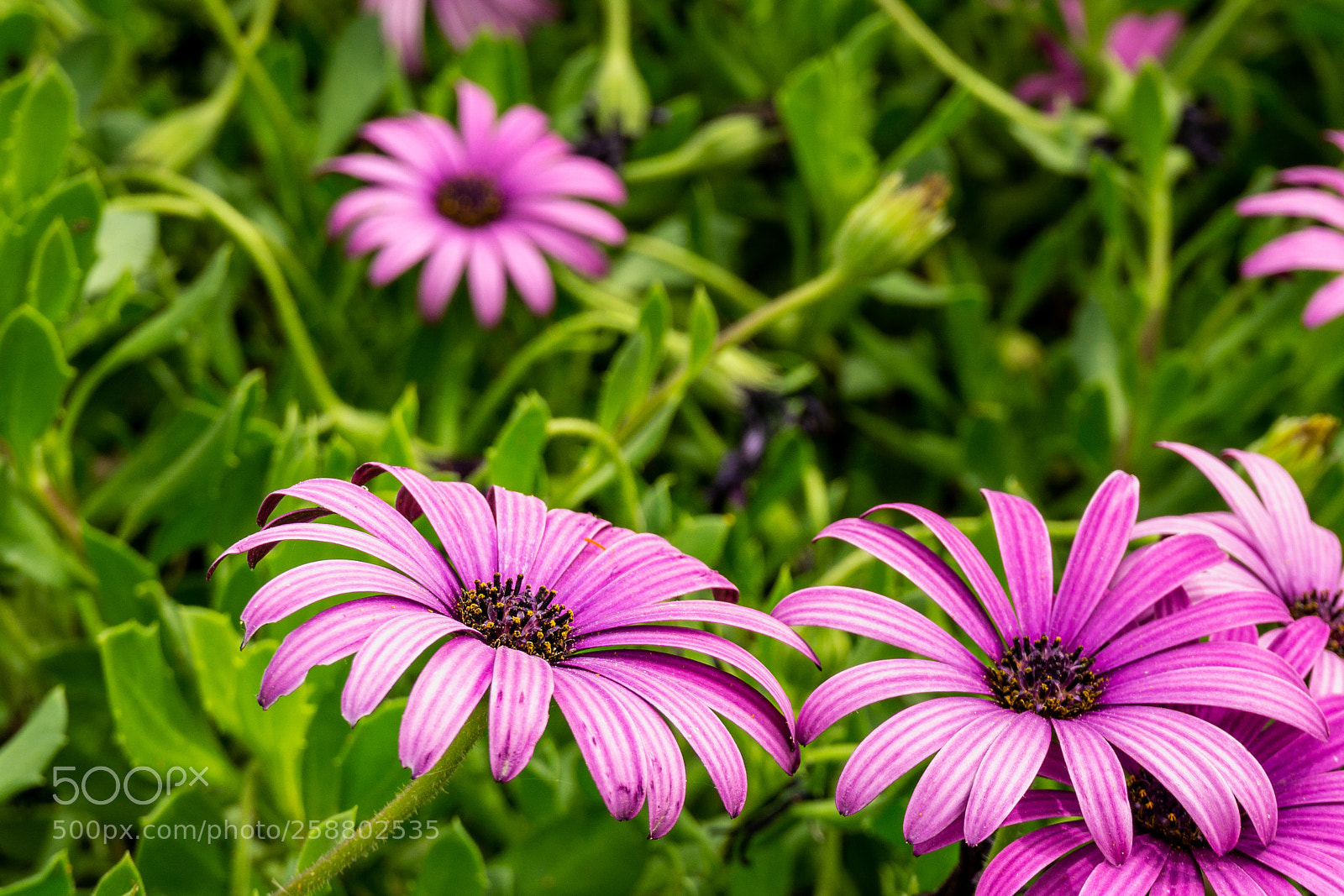 Sony a6000 sample photo. Flowers photography