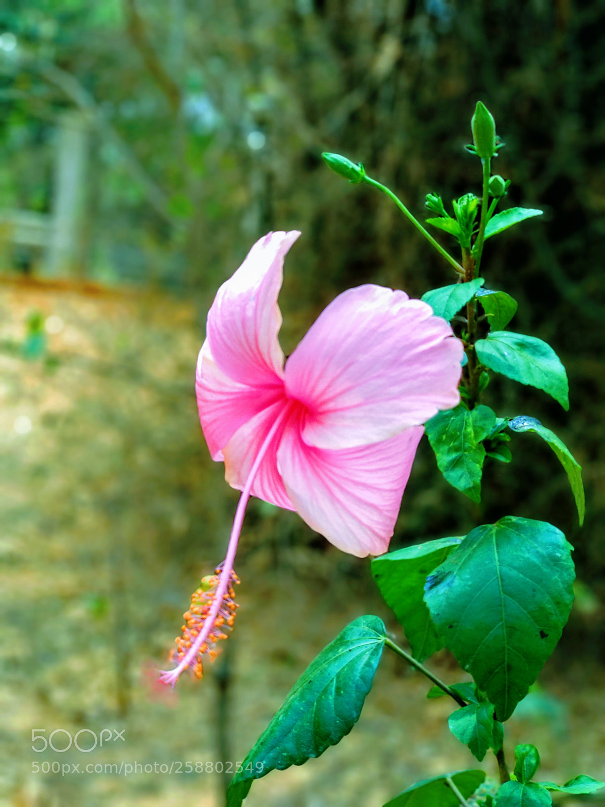 Xiaomi Mi A1 sample photo. Blooming flower photography