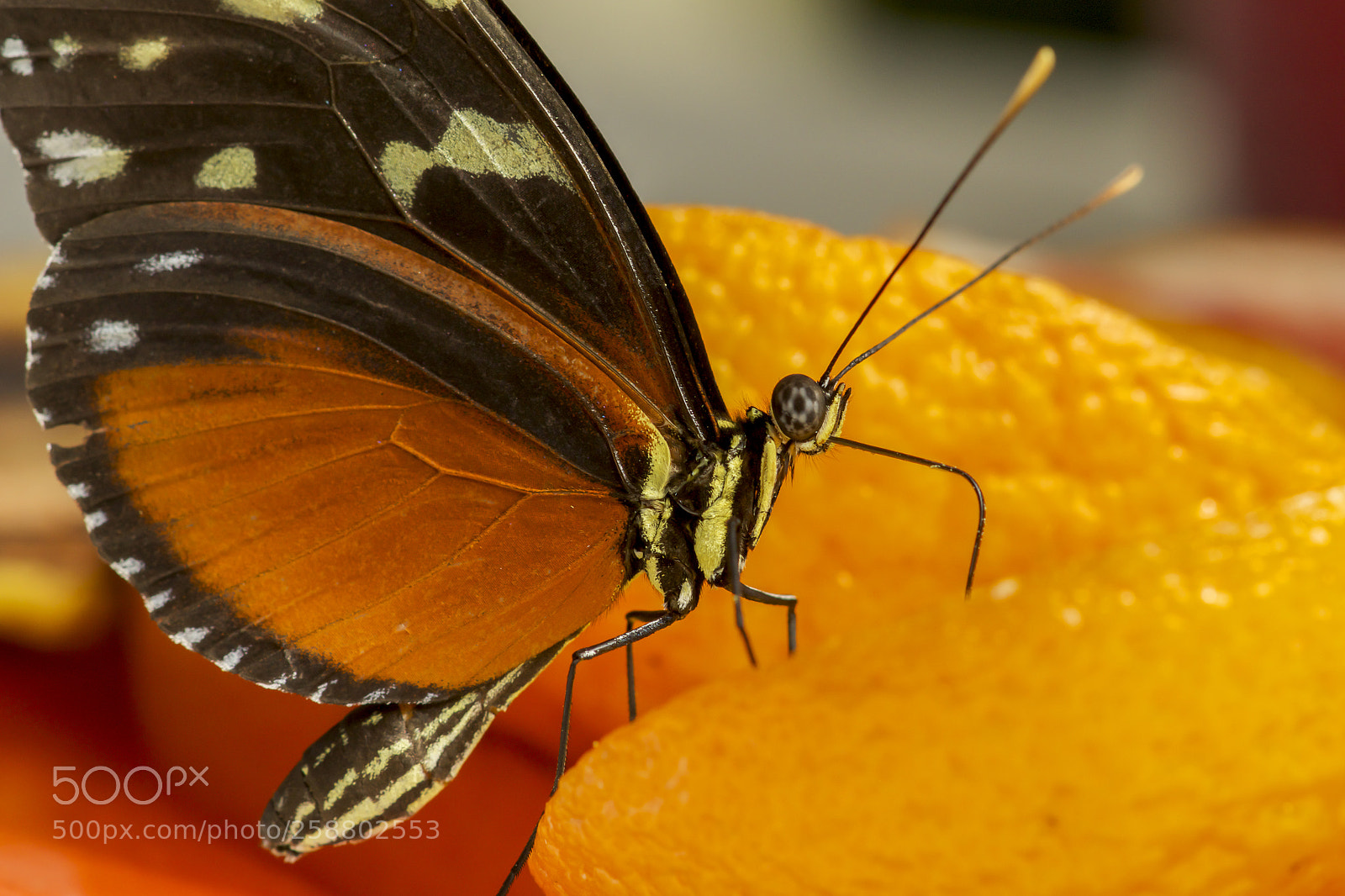 Sony SLT-A77 sample photo. Butterfly drinking nectar photography