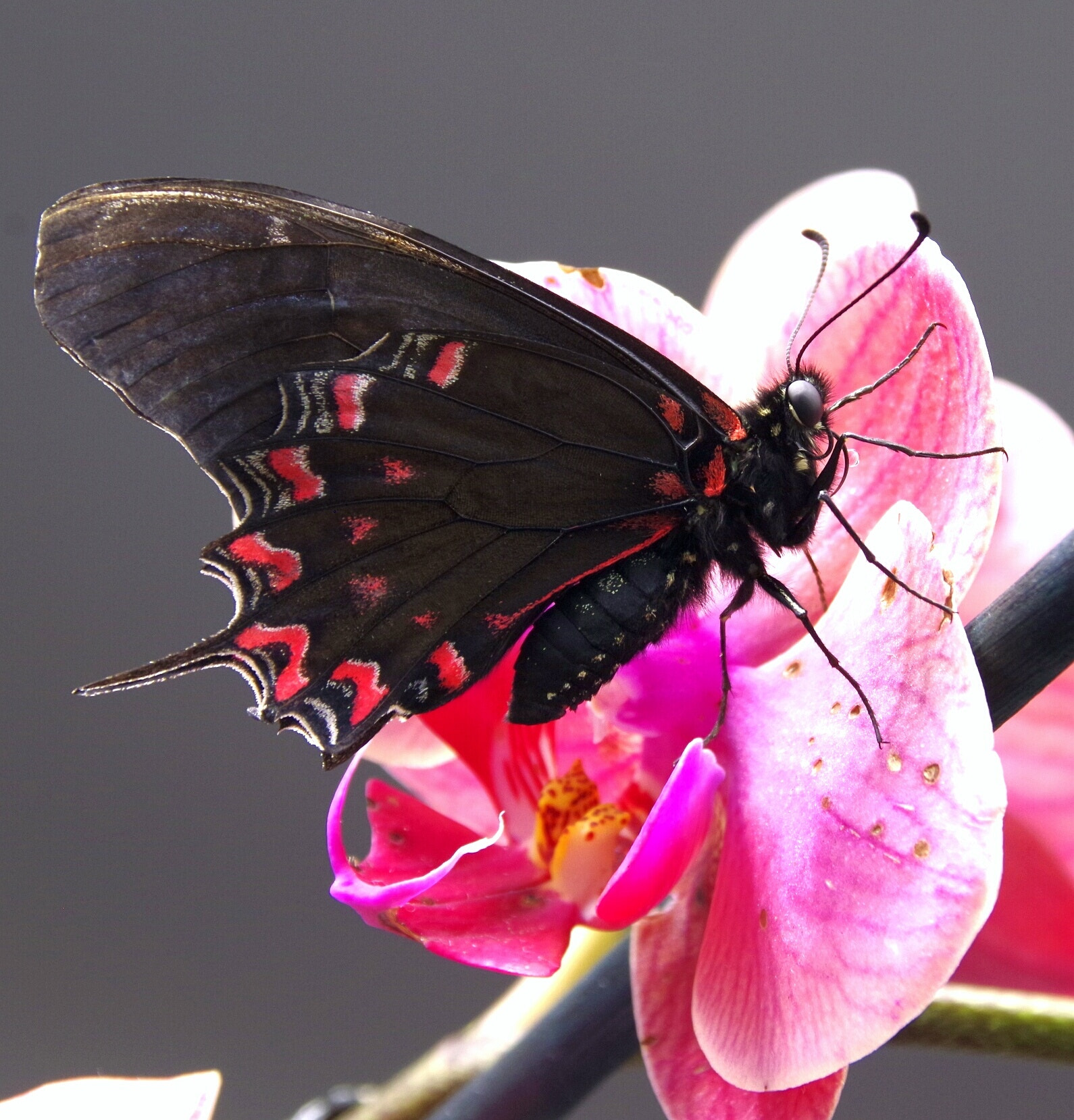 Sigma 18-300mm F3.5-6.3 DC Macro HSM sample photo. Exotic butterfly photography