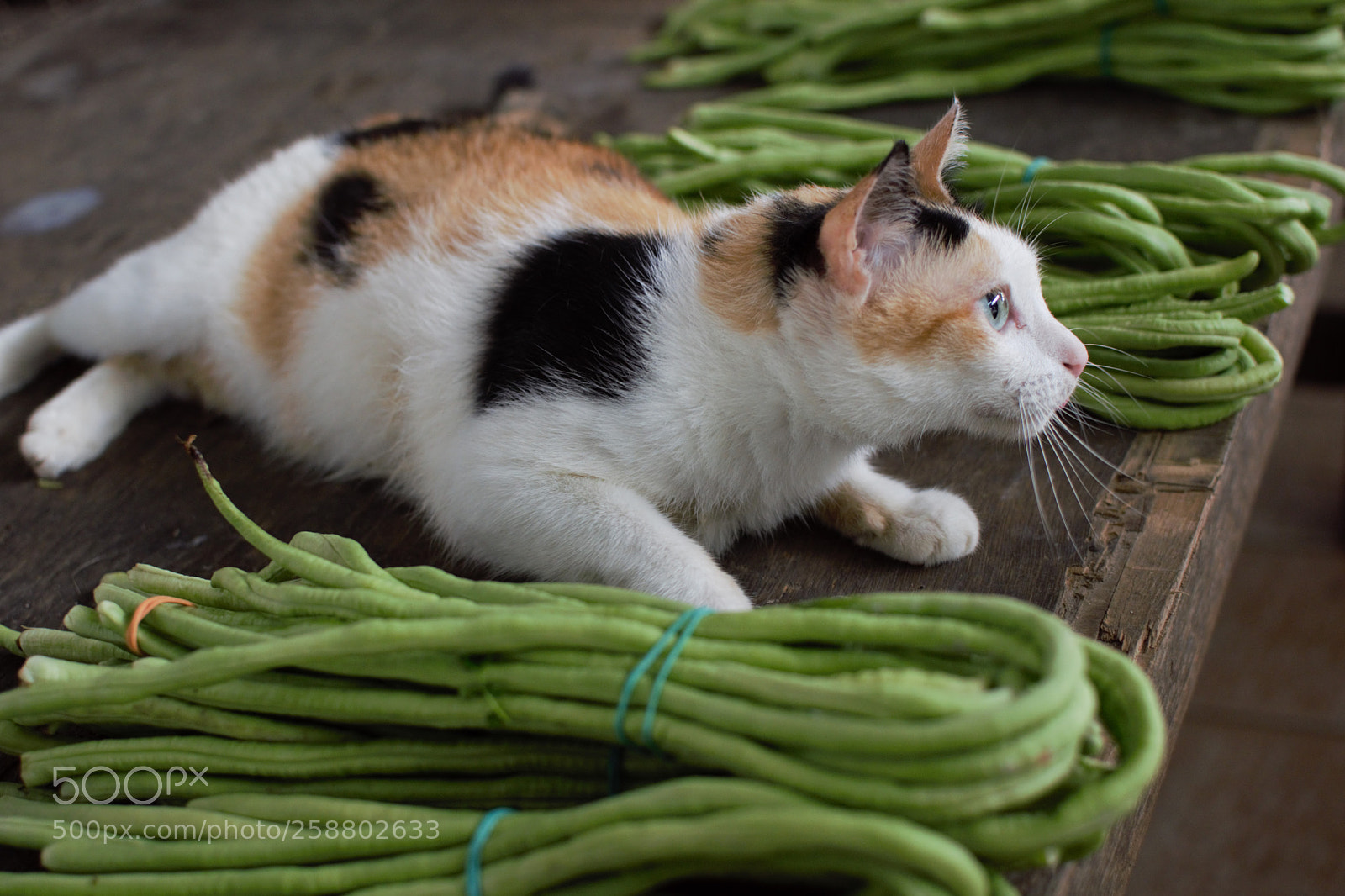 Nikon D3300 sample photo. Cat stare photography