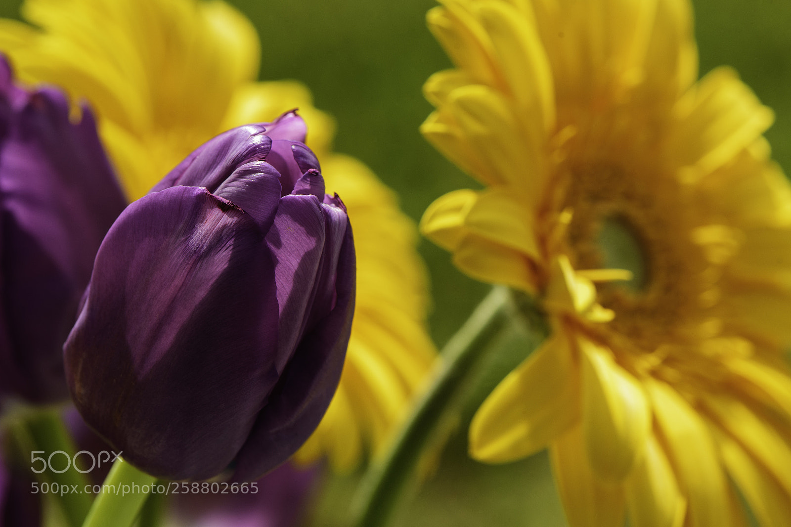 Nikon D750 sample photo. Flowers from the store photography