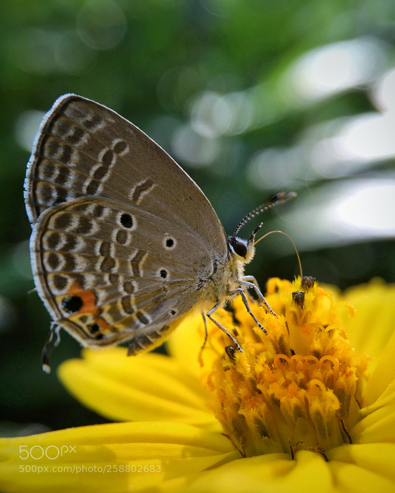 Apple iPhone 6 sample photo. 蝶恋花 photography