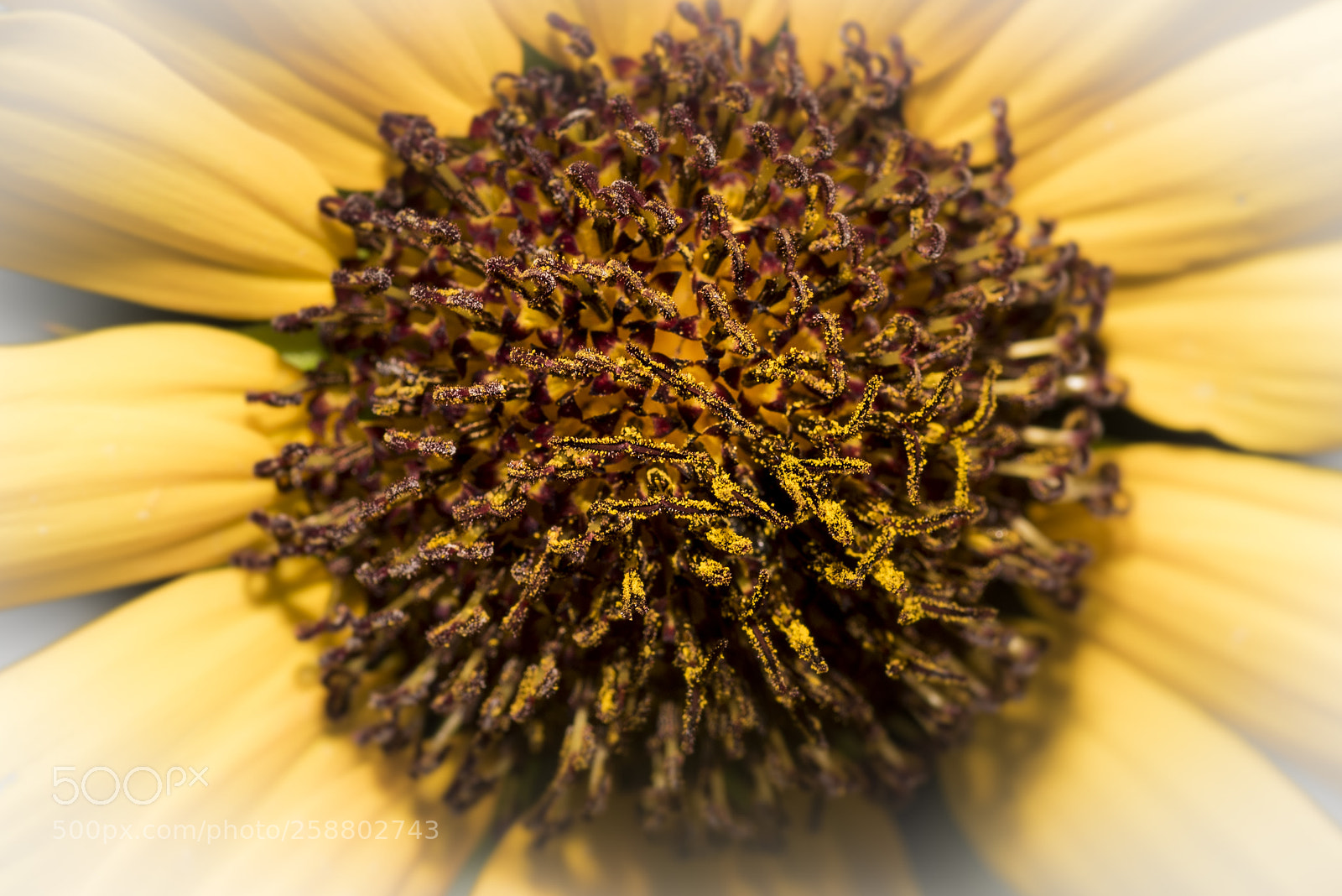 Nikon D750 sample photo. Sunflower - core photography