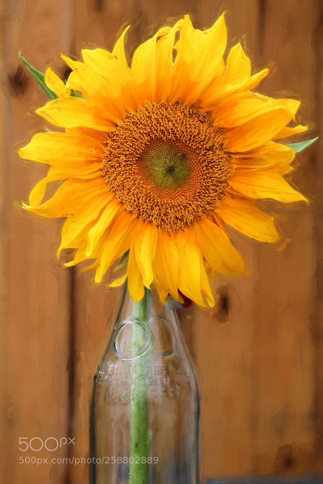 Canon EOS 7D Mark II sample photo. Sunflower photography