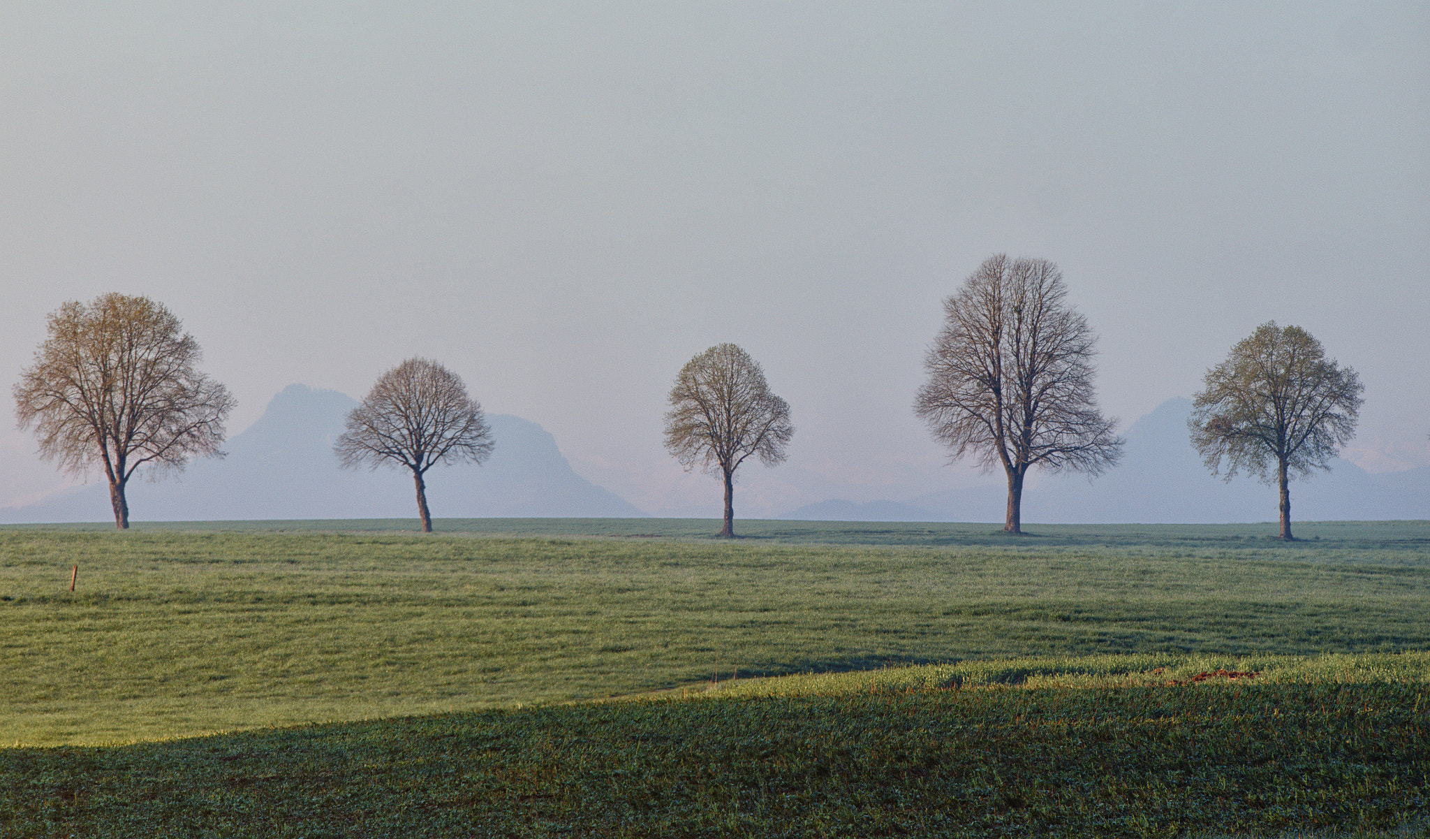 Panasonic DMC-G81 sample photo. Five trees at morning iii photography