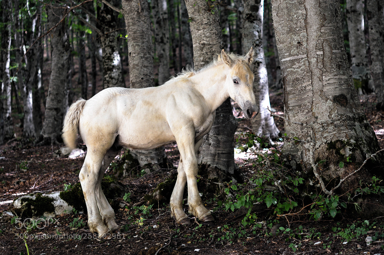 Nikon D300 sample photo. 1.jpg photography