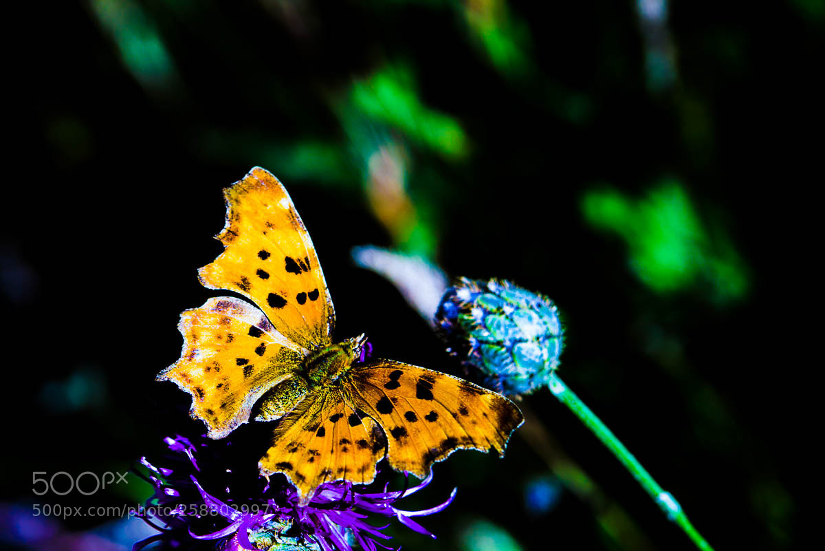 Nikon D750 sample photo. 7.jpg photography