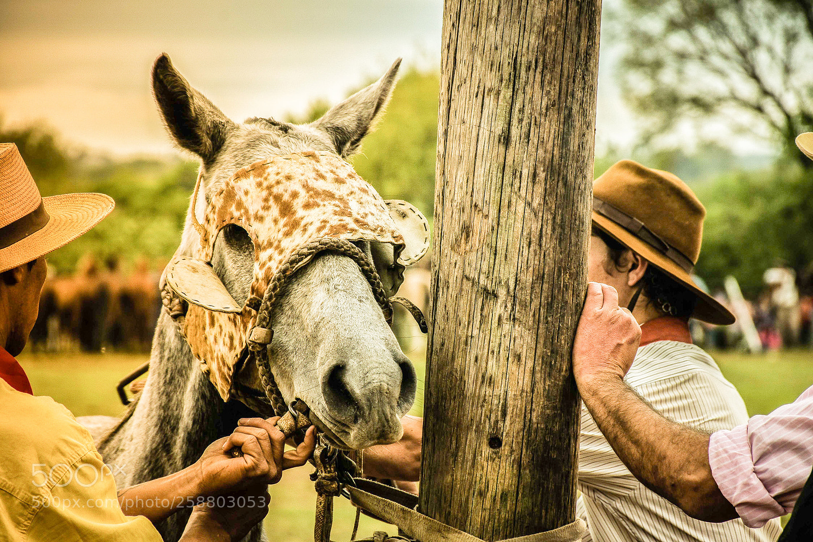Nikon D7200 sample photo. Palenque 2 photography
