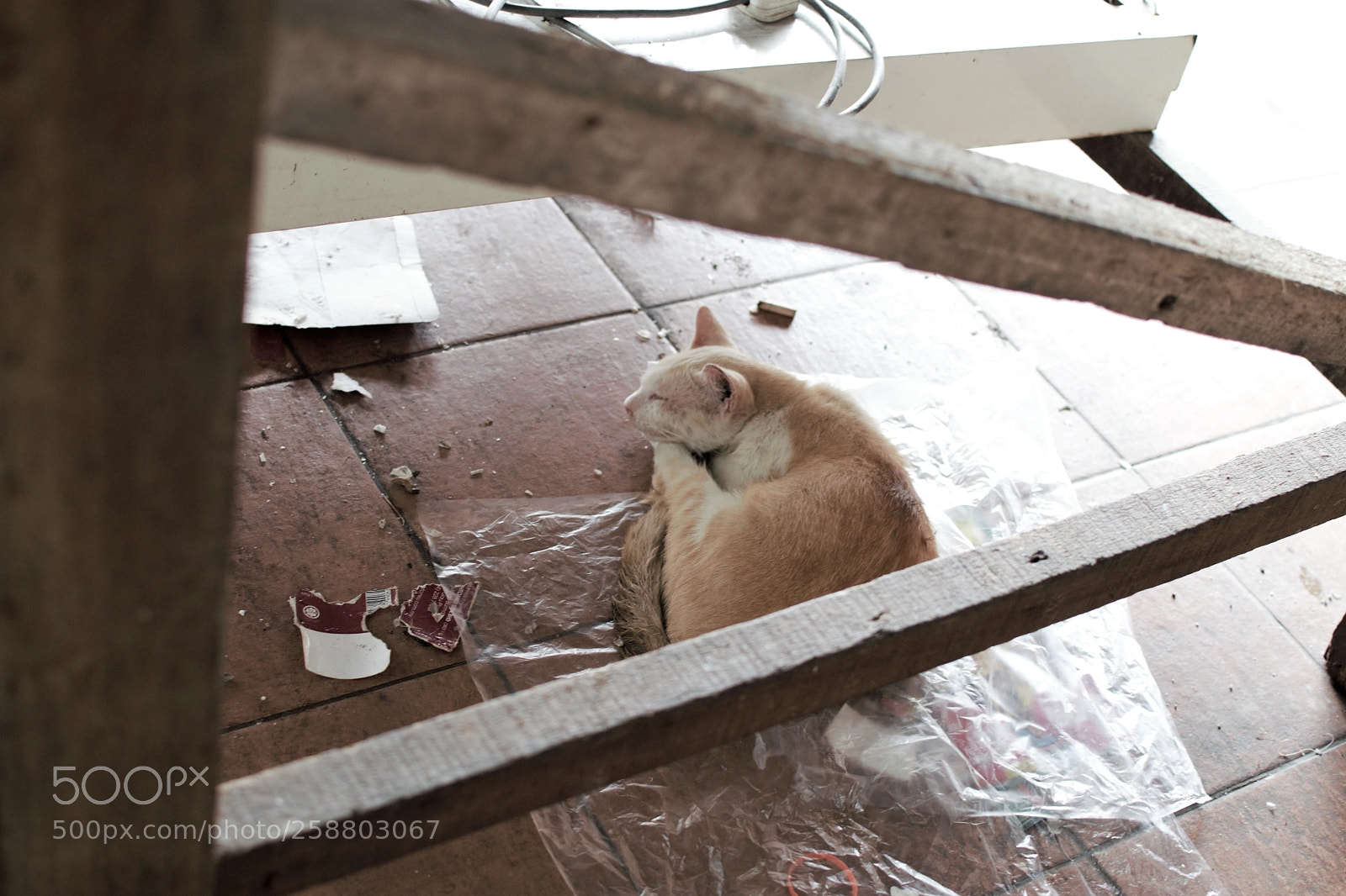 Nikon D3300 sample photo. Sleepycat photography