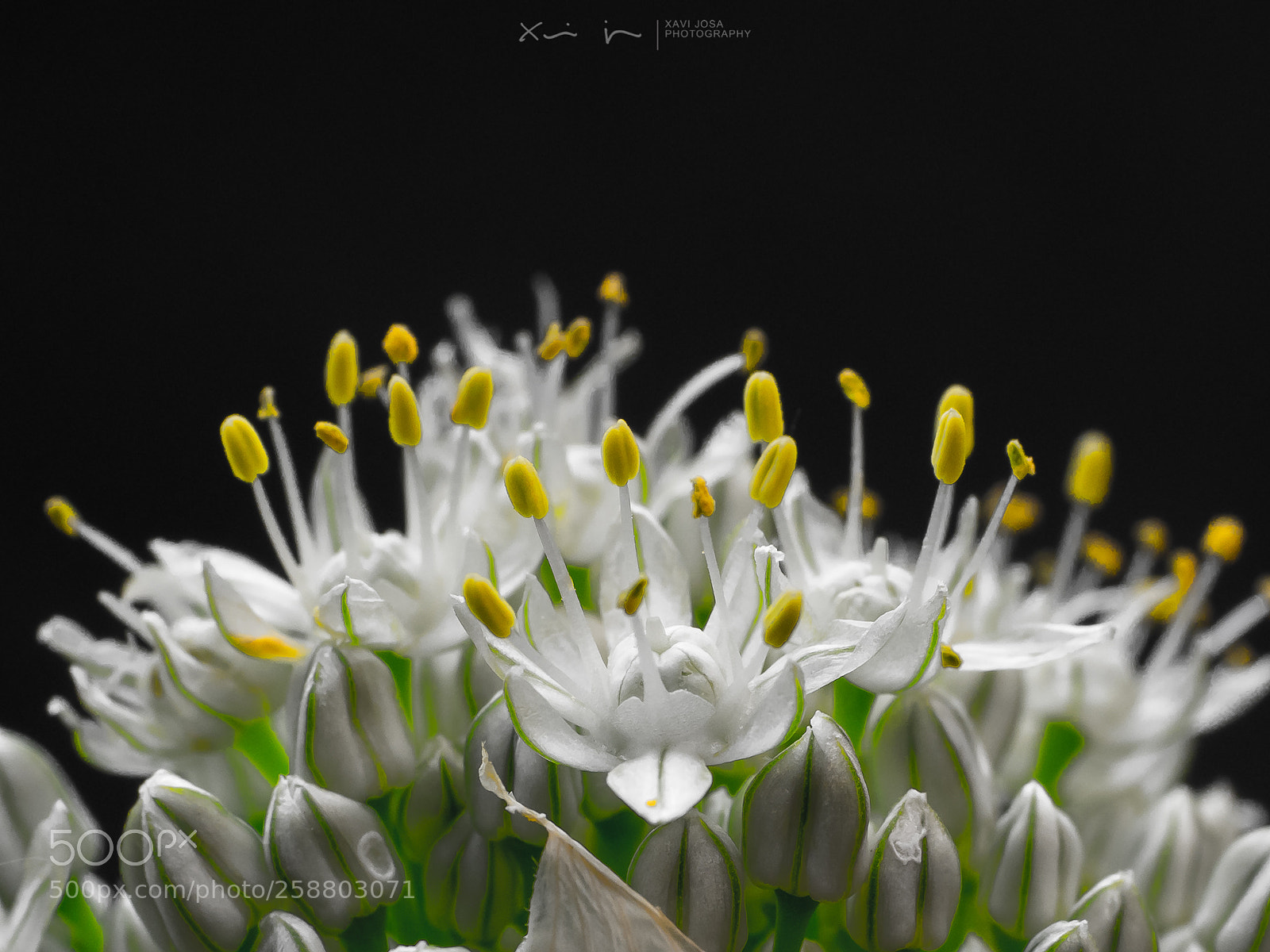 Olympus OM-D E-M1 Mark II sample photo. Onion flower.. photography