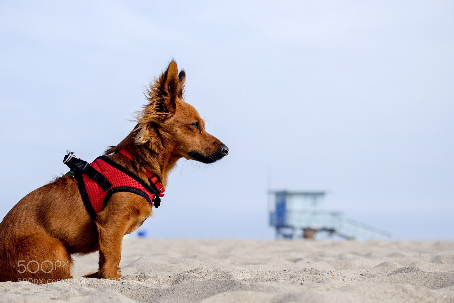 Fujifilm X-T1 sample photo. Baywatch: doggie style  photography